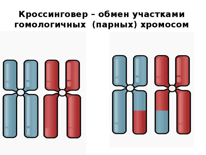 Кроссинговер. Роль кроссинговера. Кроссинговер это в генетике. Расположение пар гомологичных хромосом.