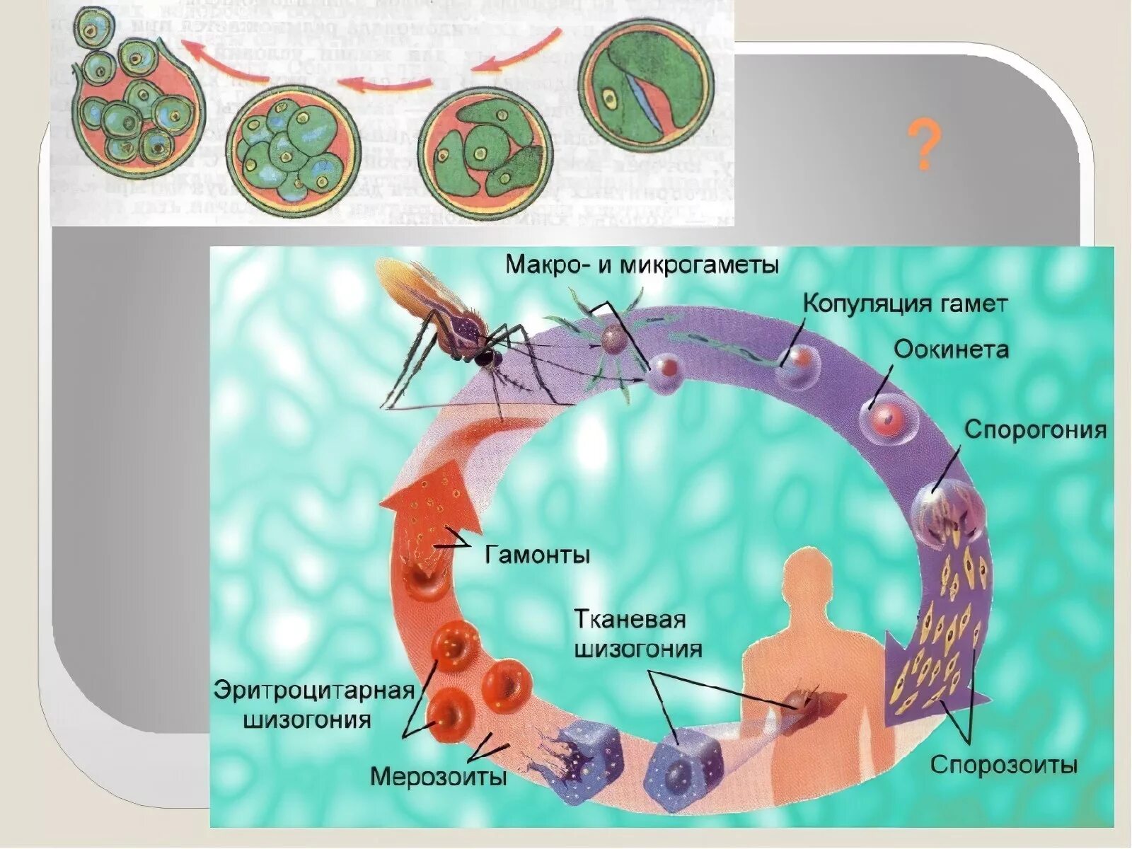 Как происходит заражение человека малярийным плазмодием. Цикл малярийного плазмодия схема. Жизненный цикл малярийного плазмодия. Цикл размножения малярийного плазмодия схема. Схема развития малярийного плазмодия.