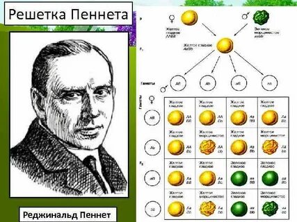 Решетка дигибридного скрещивания