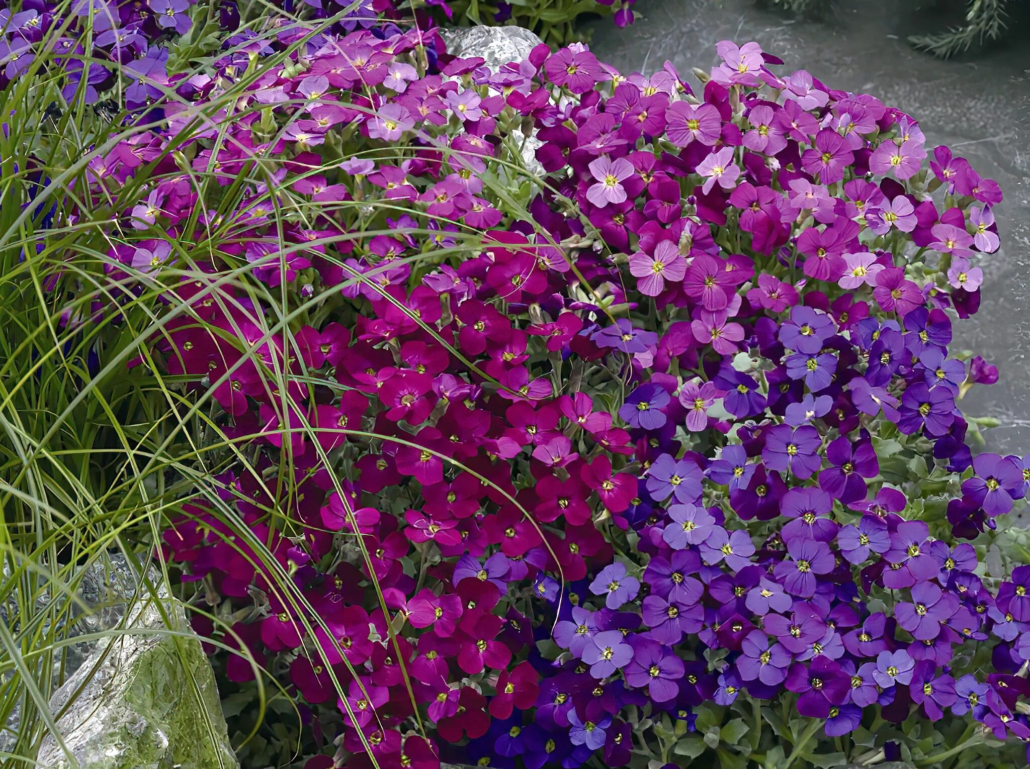 Обриета гигантский водопад каскадная смесь