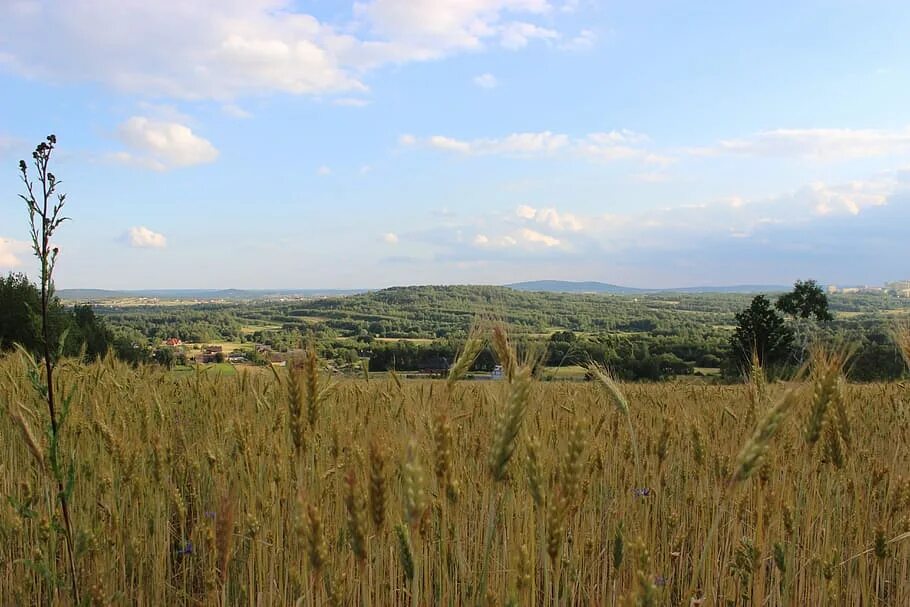 Ростовская область хлебные поля. Озимая пшеница тимирязевка 150. Нива лермонтов. Поле деревня. Горы зерна.