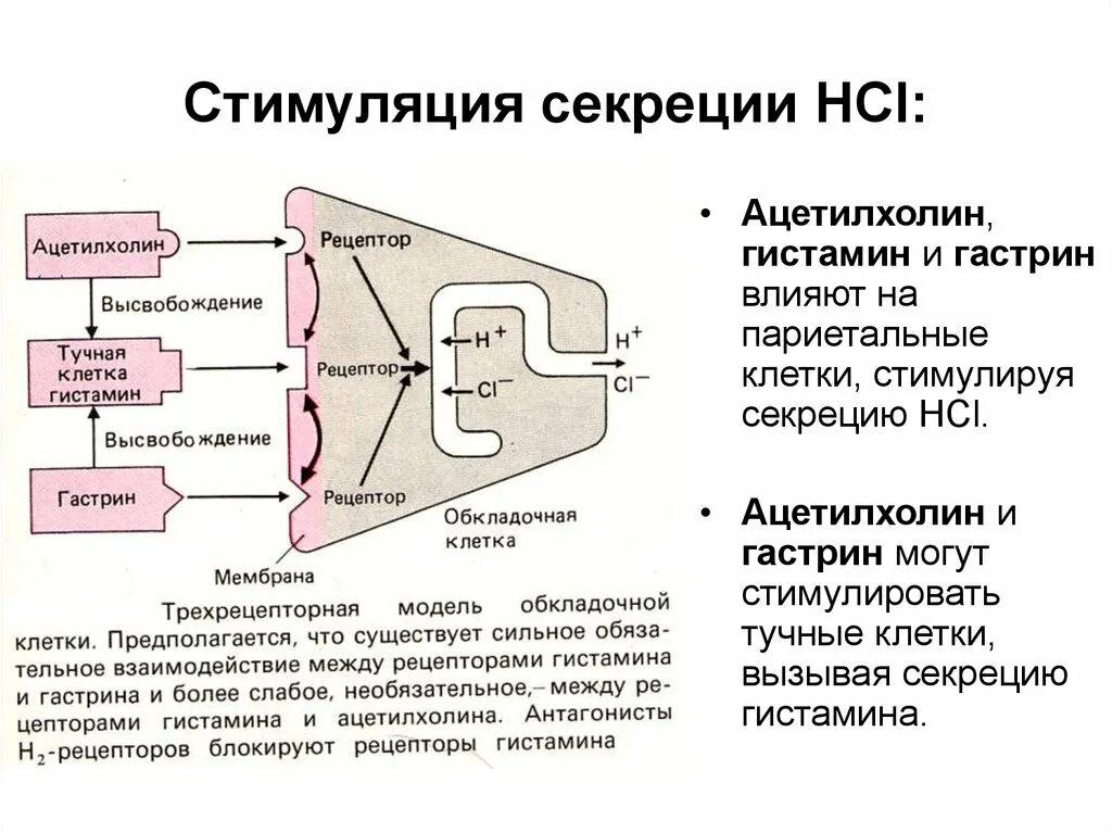 Гастрин секретируется. Вещества влияющие на желудочную секрецию. Влияние гистамина на секрецию соляной кислоты. Гастрин гистамин ацетилхолин. Адреналин кишечник