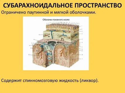 Неравномерно выраженные субарахноидальные пространства