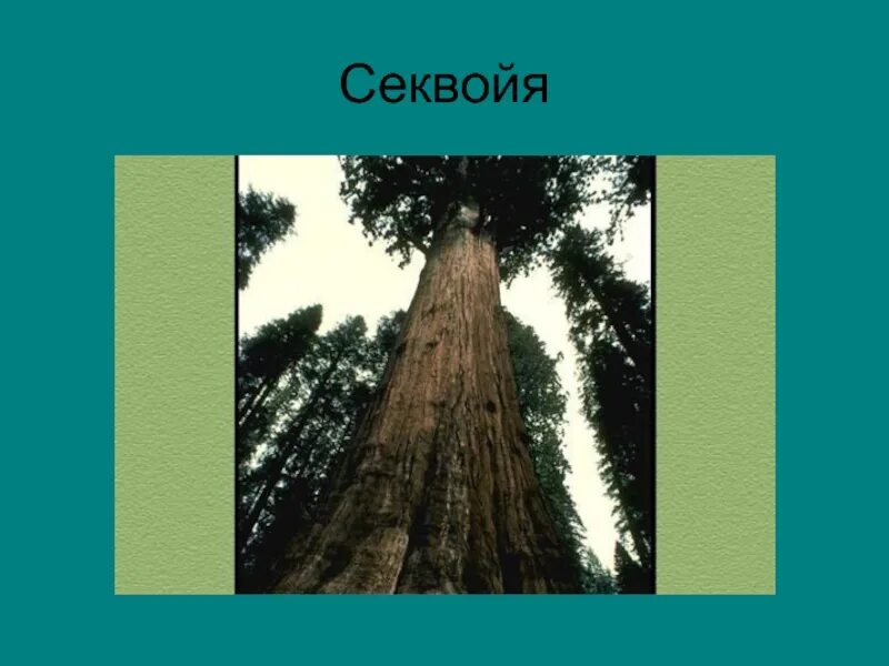 Секвойя природная зона. Секвойя. Американское Мамонтово дерево. Не гниющая порода дерева. Секвойя природная зона северной америки