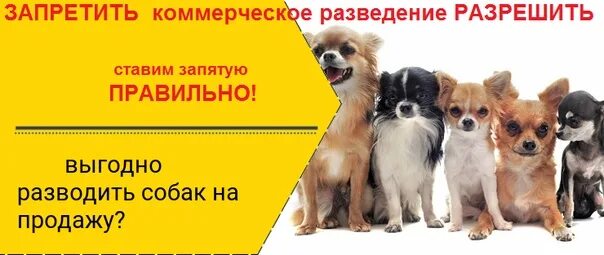 Каких собак разводить. Бизнес собака. выгодное разведение собак. прибыльный бизнес с собаками. популярные породы собак для разведения и продажи.