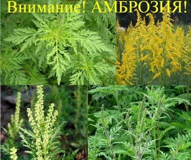 Амброзия картинка как выглядит