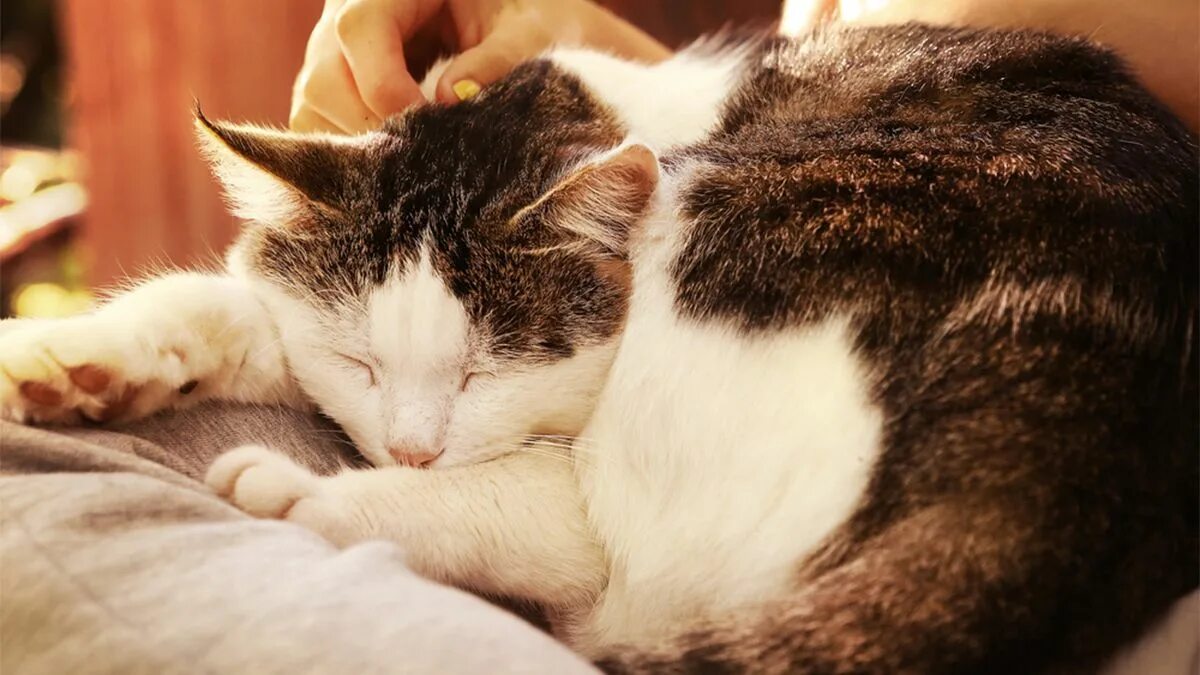 Почему кот сопит во сне. Кошка лежит на коленях. кошка спит на коленях. котик спит на коленках. котенок на коленях.
