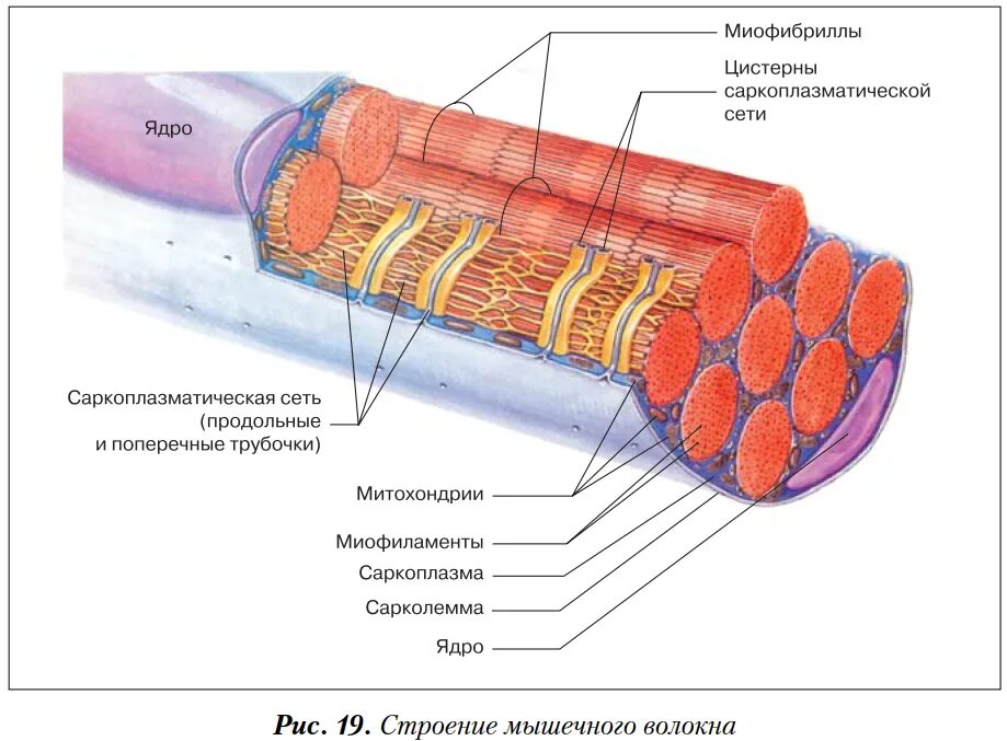 Мышечное волокно это. Схема строения мышечного волокна. Схема строения поперечно-полосатого мышечного волокна. Строение мышечного волокна саркоплазма. Строение мышечного волокна гистология.