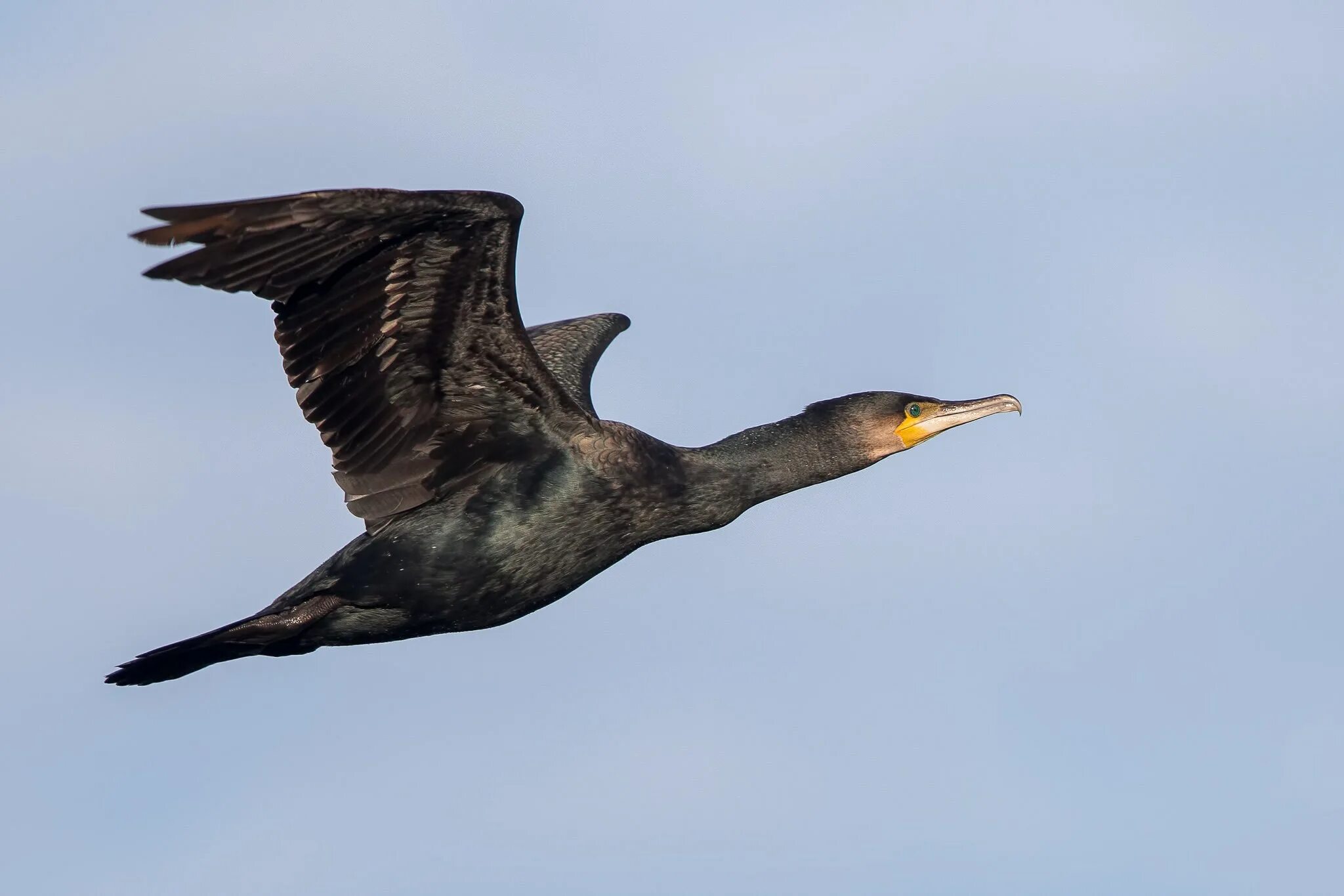 Берингов баклан. Баклан песня. Баклан балтийский. Баклан песня. Баклан птица черное море.