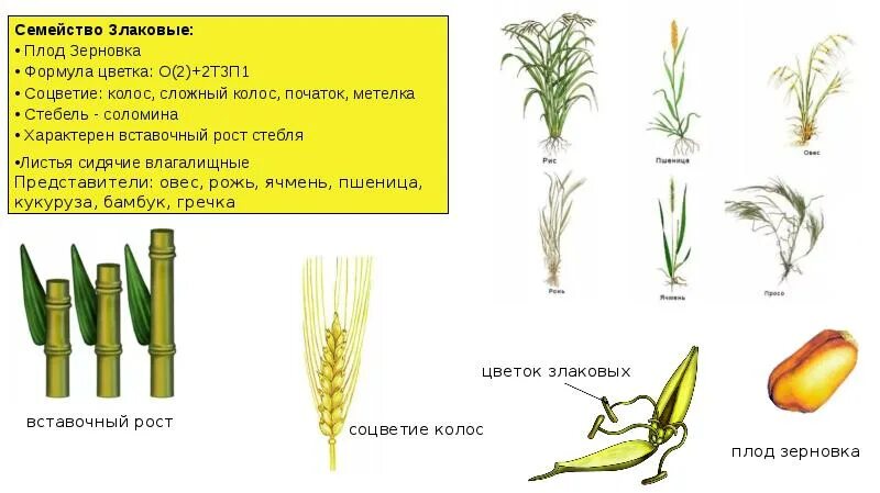 Стебель злаковых Соломина. Семейство злаки стебель Соломина. Строение стебля семейства злаковых. Вставочная меристема у злаков. Семейство злаковые таблица