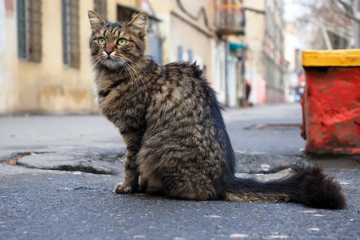 Коты и кошки на улице. Уличные коты. уличный котенок. красивые уличные коты. большой уличный кот.