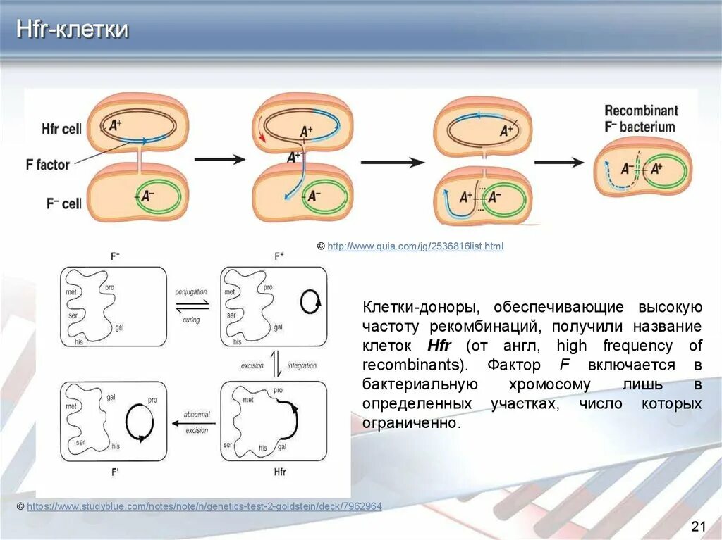 Бактерия донор. HFR клетки. Особенности HFR- клеток. HFR клетки микробиология. HFR конъюгация.