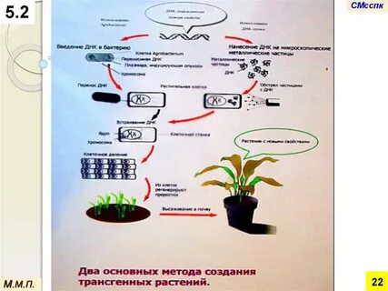 Установите последовательность растения