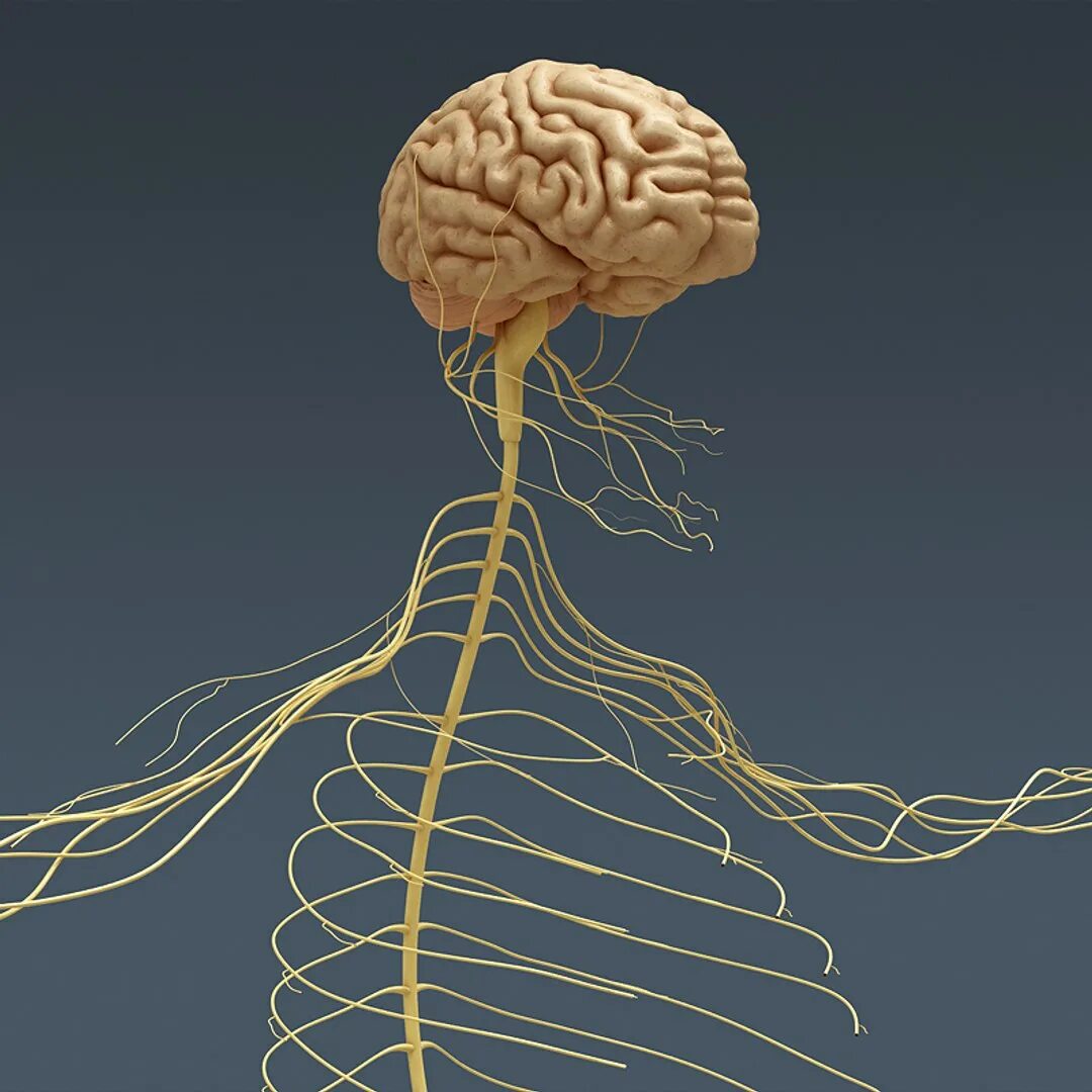 Тело без мозга. Нервная система головной и спинной мозг. Головной мозг спинной мозг нервная система. Центральная головной мозг спинной мозг. Нервная система головного мозга человека анатомия.
