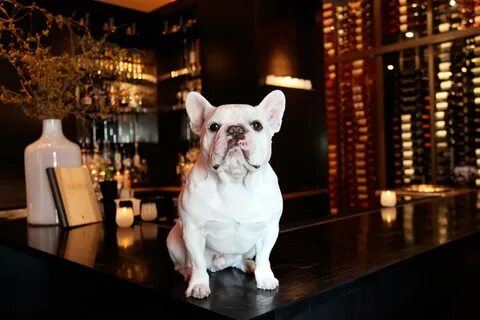Dog friendly кафе