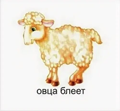 Скажи овца
