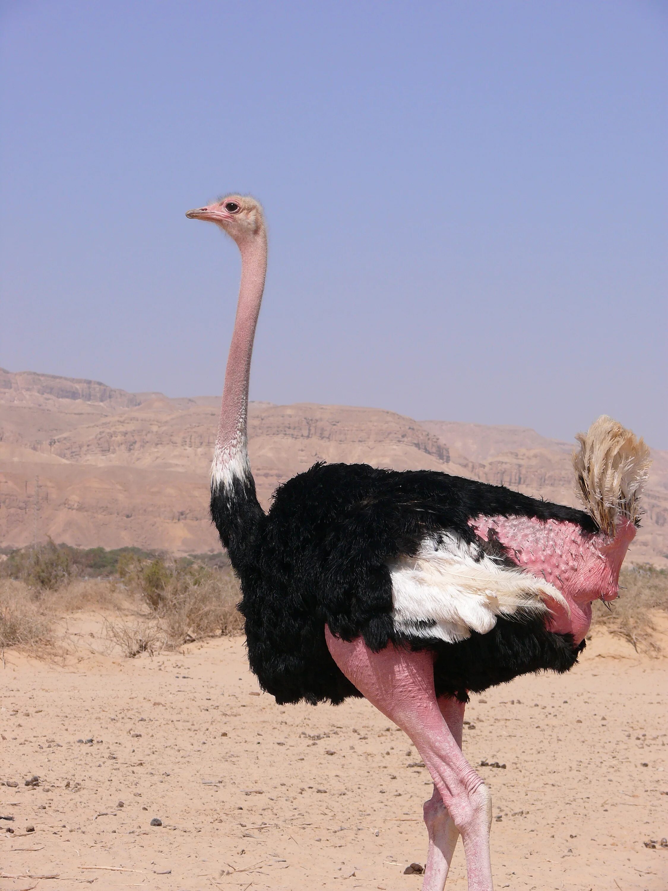 Самый крупный страус. Африканский страус. Обыкновенный североафриканский страус. Африканский страус рост. Африканский страус самец.