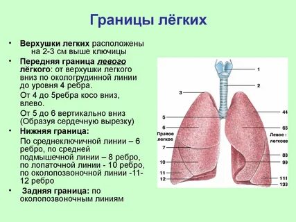 Латинское название легких