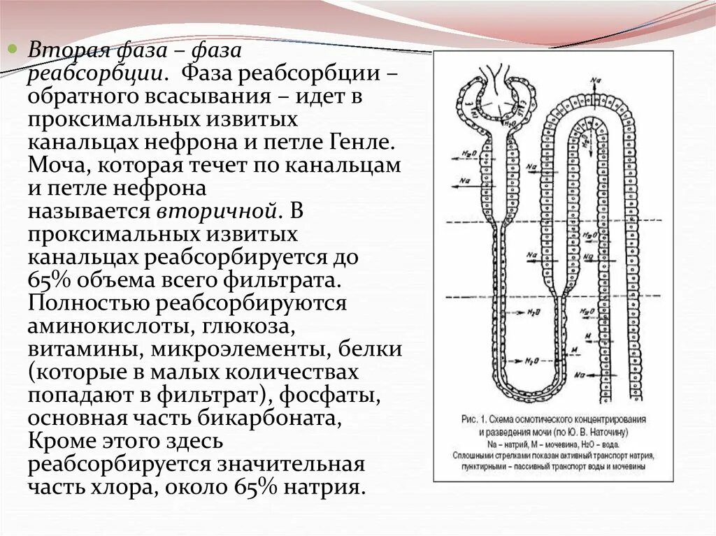Процесс обратного всасывания осуществляется в