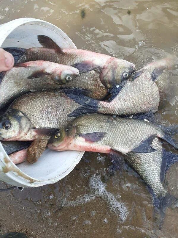 озернинское водохранилище русфишинг рыбалка форум