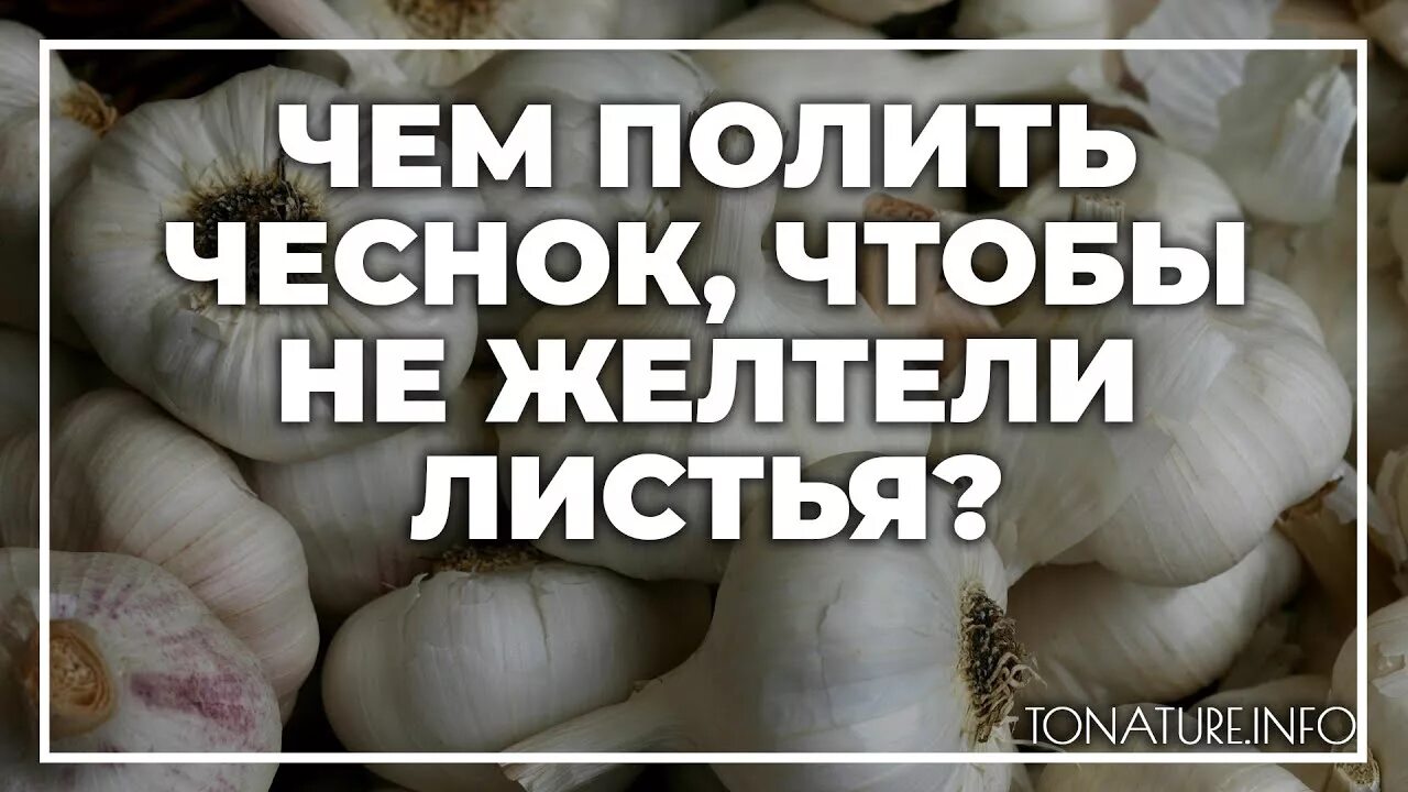 Чеснок пролить. Чем обработать чеснок. чтобы чеснок не желтел. чем обработать чеснок чтобы не желтел. желтеет чеснок чем полить.