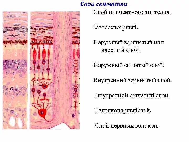 Пигментный эпителий сетчатой оболочки. Наружный сетчатый слой сетчатки гистология. Наружный зернистый слой сетчатки образован. Строение пигментного эпителия сетчатки.