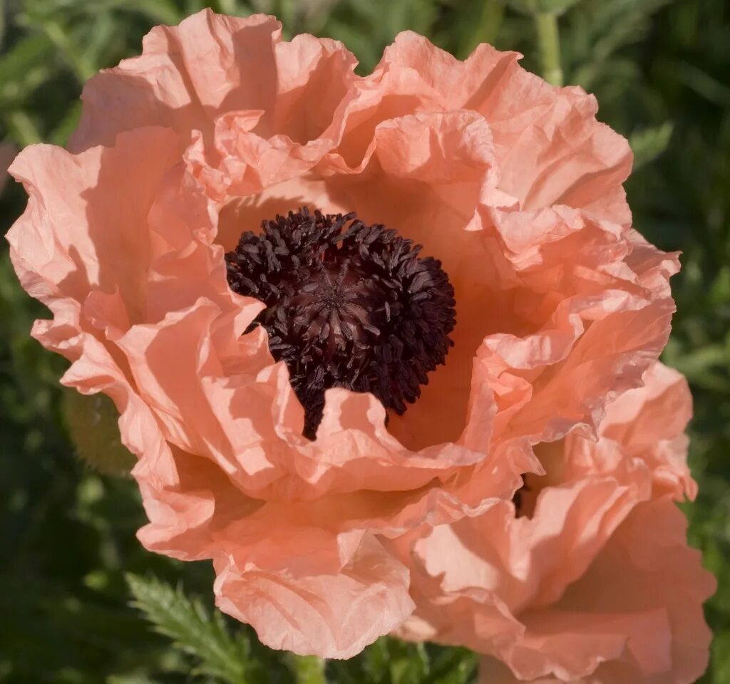 Тип мак. Мак (papaver) victoria louise. мак восточный prinzessin viktoria luise. мак разновидности сортов. мак раскрытая.