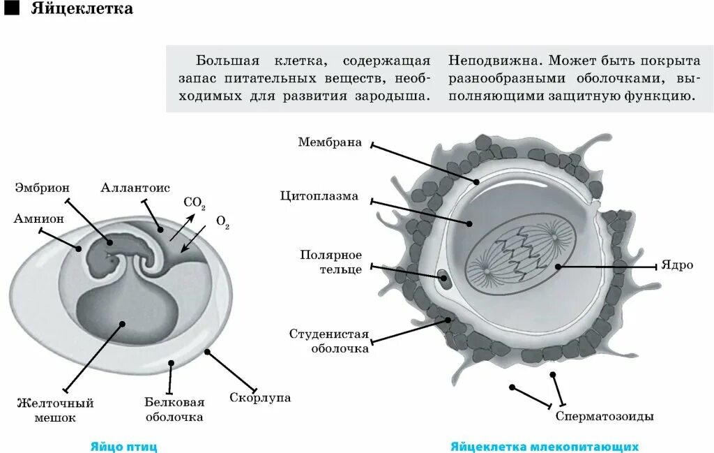 Яйцеклетка содержит запас питательных. Наружная клеточная мембрана у яйцеклетки. запас питательных веществ яйцеклетки. строение яйцеклетки оболочки. яйцеклетка функции клетки.