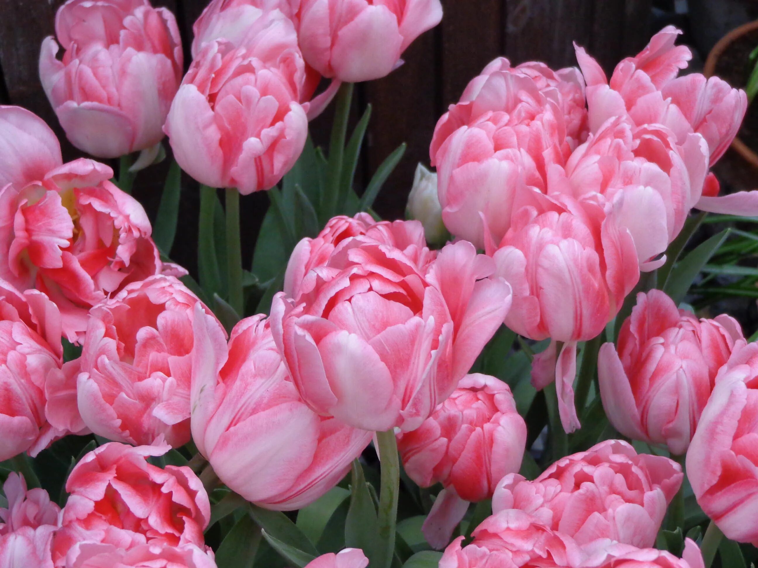 Тюльпан фан фор ту 11/12 5шт сдс. Тюльпаны сорт tom pouce. Тюльпан сорт fun for two. Тюльпан малайзия. Fun fora.