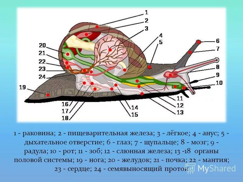 Моллюски внутренний скелет