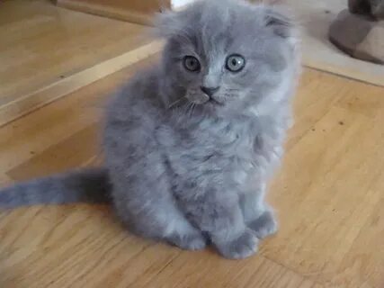 Авито ставрополь котята в добрые