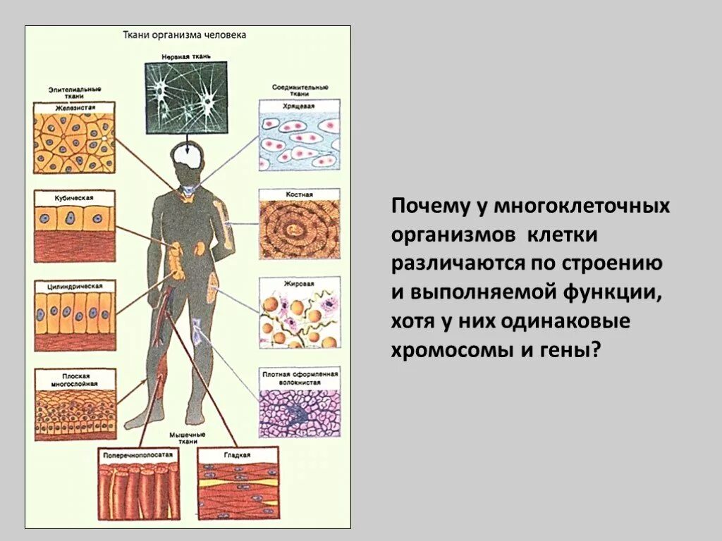 Почему у тканей разное строение. Что такое ткань орган система органов биология. Клеточная система организма человека. Ткани тела человека. Типы клеток человеческого организма.