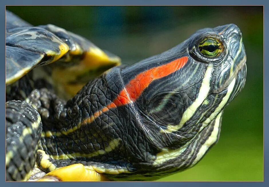 Красноухая черепаха хищная. Черепаха красноухая черепаха. Красноухая Пресноводная черепаха. Черепашата красноухой черепахи. Красноухая черепаха морда.