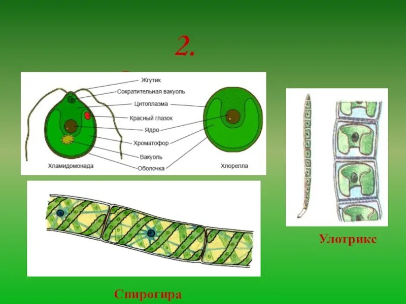 Строение клетки спирогиры. Спирогира водоросль строение. Улотрикс пиреноид. Строение хламидомонады и спирогиры.