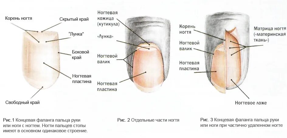 Корни ногтей находятся. Строение ногтевой пластины Матрикс. Строение матрикса ногтя. Строение ногтя и ногтевой пластины Матрикс. Схема ногтя большого пальца ноги.