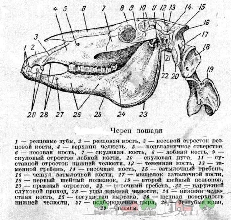 Гребни на костях животных изменчивы. Строение затылочной кости черепа лошади. Скуловой гребень верхней челюсти лошадь. Строение черепа лошади анатомия. Череп лошади анатомия латынь.