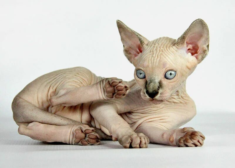 донской сфинкс. сфинкс (порода кошек). канадский сфинкснкс котенок. канадский сфинкс табби. жёлтая египетская кошка.
