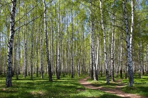 Березовая роща 65