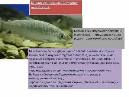 Байкальский омуль среда обитания