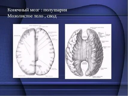 Конечный организм