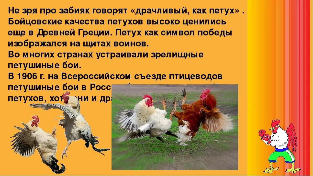 Рассказы петуха. Интересные факты о курицах. интересные факты о курицах и петухах. куры интересные факты. интересные факты про петухов.