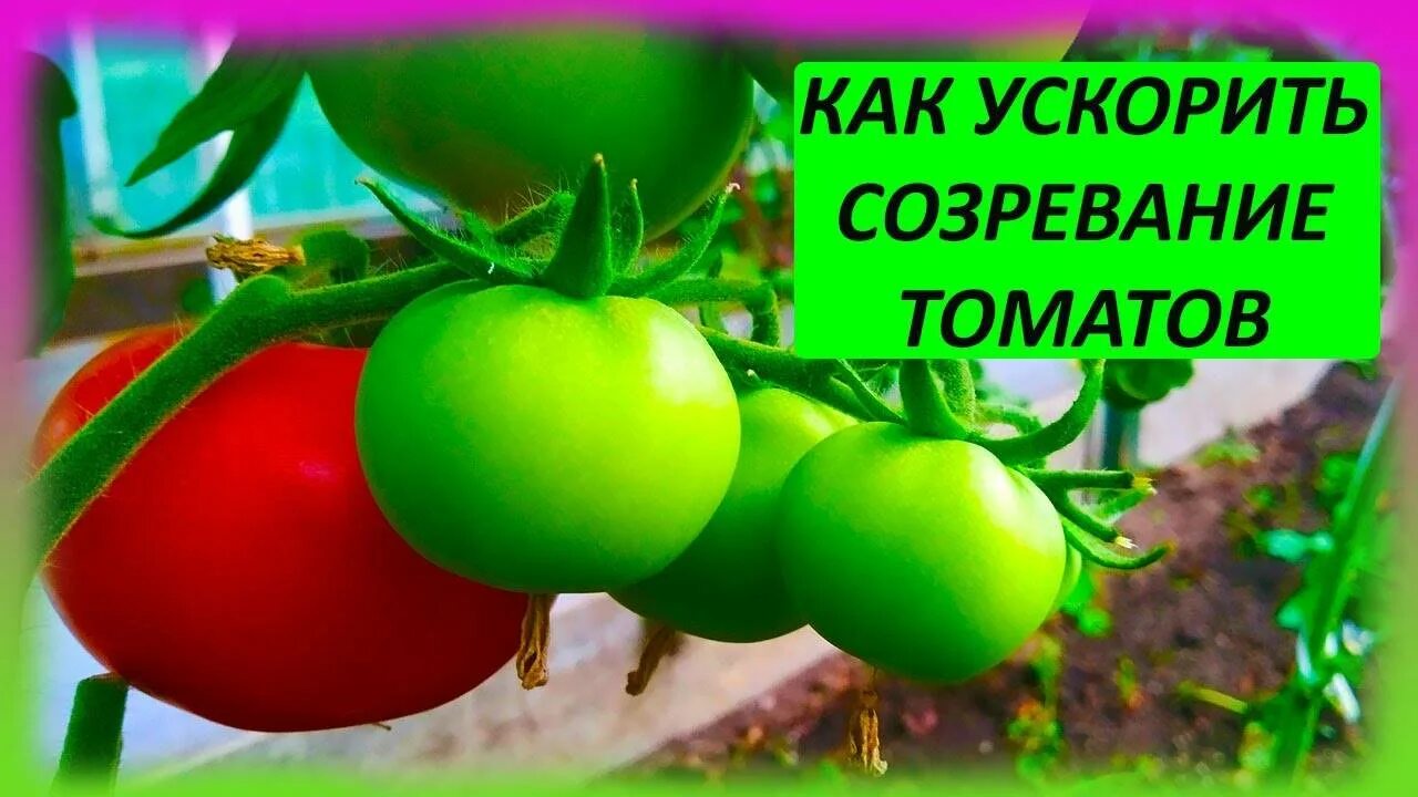 Как ускорить созревание томатов в теплице. Ускорители созревания томатов. средство для быстрого созревания томатов. созревание томатов. как ускорить созревание томатов.