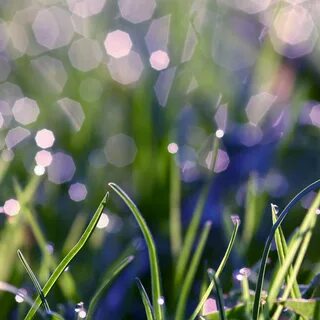 Morning dew