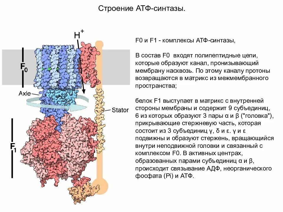 АТФ синтаза структура. АТФ синтаза строение механизм. АТФ-синтаза структура функция. АТФ синтаза f1 f0.