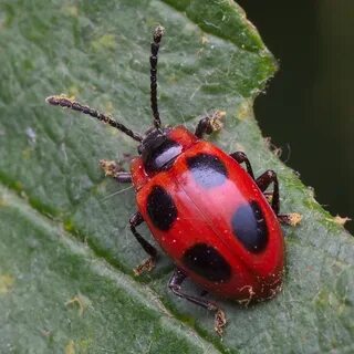 Other insects