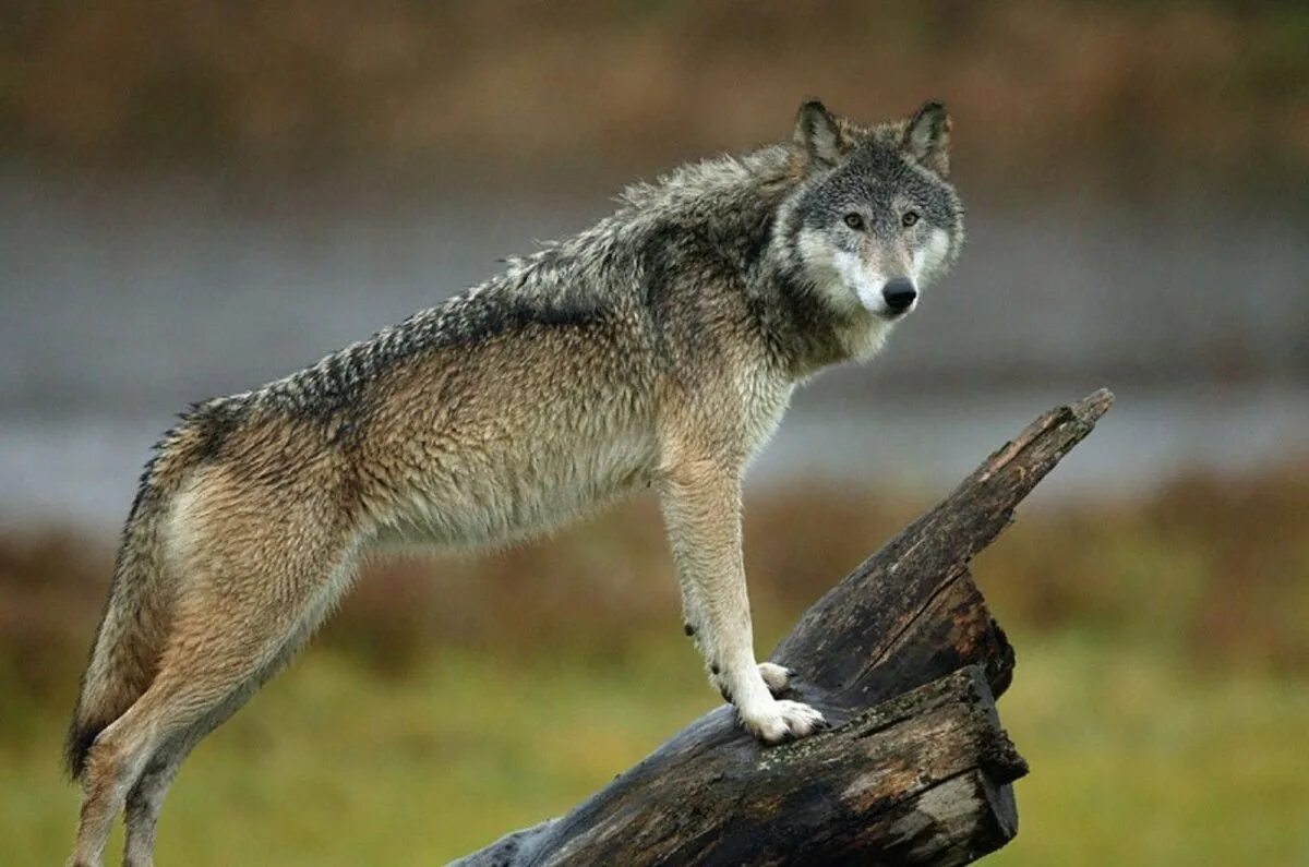 Родина дружелюбного волка. Степной волк Казахстана. Волк в лесостепи. Степной волк животное. Волк великих равнин.