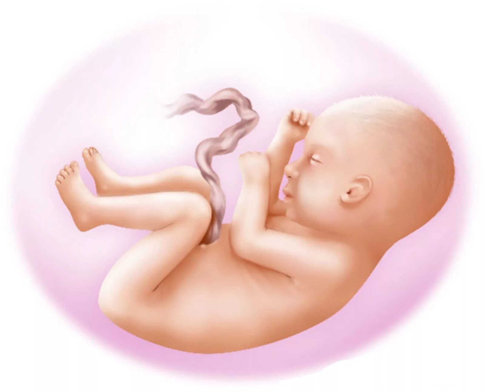 Внутриутробная жизнь ребенка. Младенец в утробе.