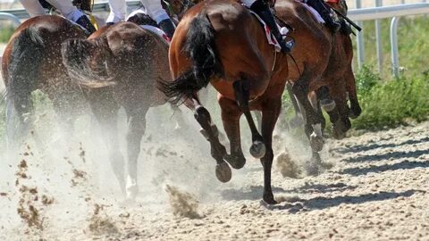 Horse race live
