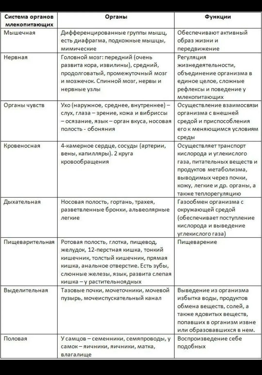 Функции систем внутренних органов. Класс млекопитающие таблица система органов строение и функции. строение и функции систем внутренних органов млекопитающего таблица. таблица по биологии 7 класс система органов млекопитающих таблица. таблица по биологии 8 класс система органов млекопитающих.