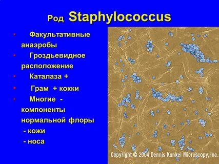 Грам кокки